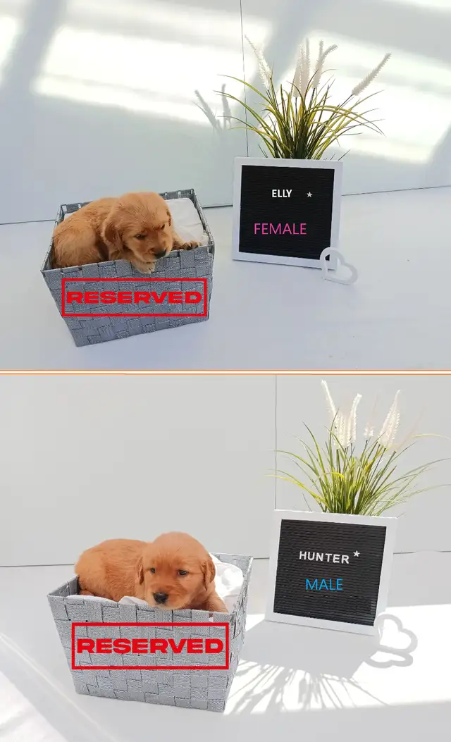 Golden Retriever Puppies! SOLD in Dogs & Puppies for Rehoming in Portage la Prairie - Image 5