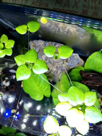 Plante flottante aquarium