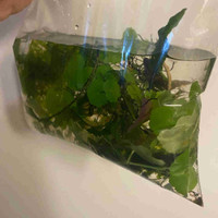 Mix of aquarium plants- snail friendly tank 
