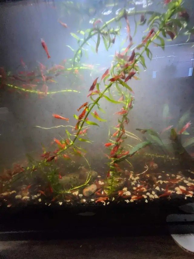 Red Cherry Shrimp in Fish for Rehoming in Moncton - Image 2