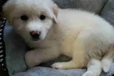 Cute puppy, View more