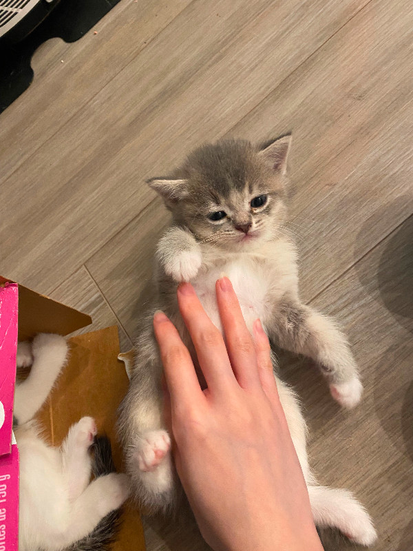 British Shorthair Kittens for sale Cats & Kittens for Rehoming