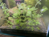 Aquarium plants