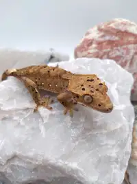 Bébé gecko à crête super dalmatien chocolat