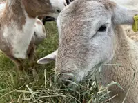 Organic Grassfed Katahdin Lambs or sheep