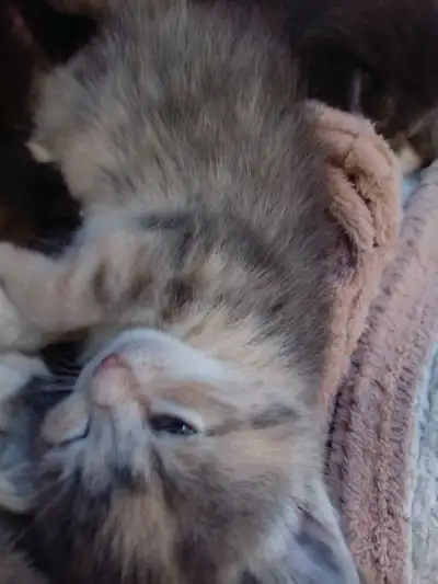 Hey there! I have these adorable kittens who are not at the age where they're ready to find their ne...