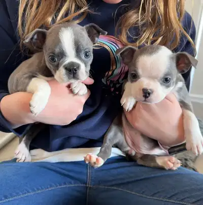 Boston Terrier Puppy, View more