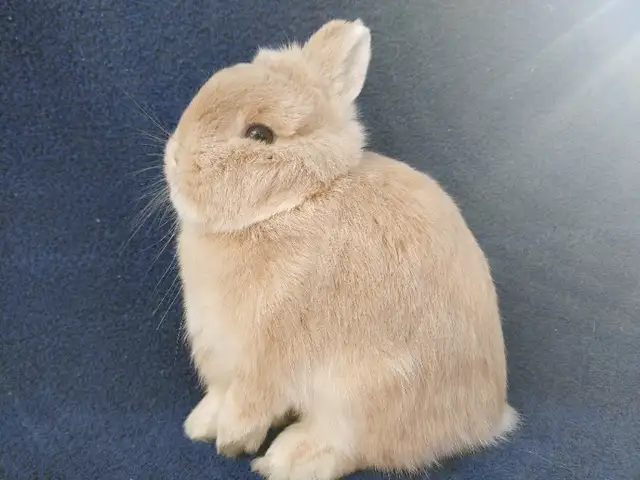 EXTRAORDINARY MINI REX BABY BUNNY RABBITS in Small Animals for Rehoming in City of Toronto - Image 9