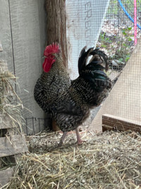 Year old rooster needs new home 
