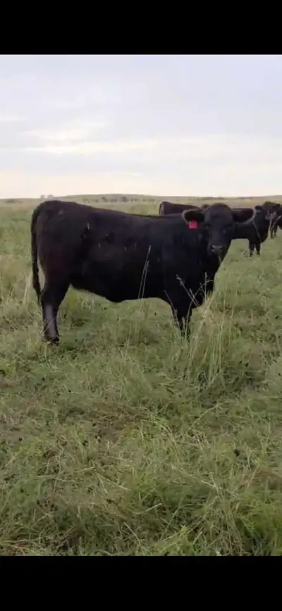Fancy Black Angus Bred Heifers, View more