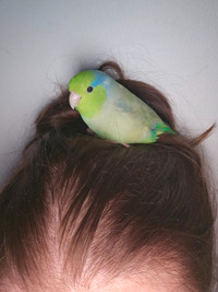 Missing bird (parrotlet) viewmount and fisher