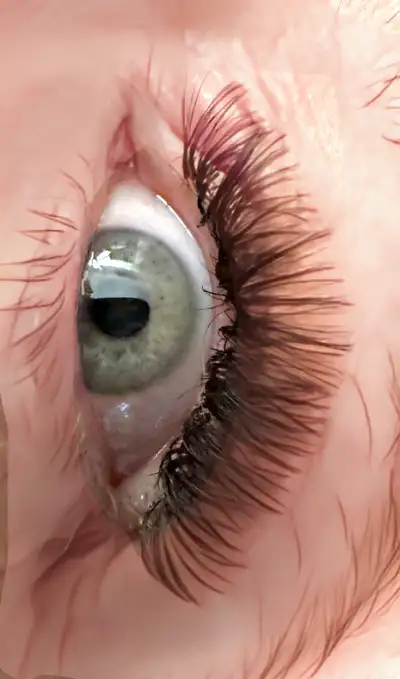 Lash Supplies, View more