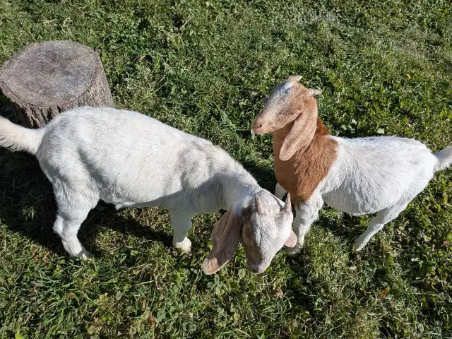meat goat ppu | Livestock | Oshawa / Durham Region | Free local ...