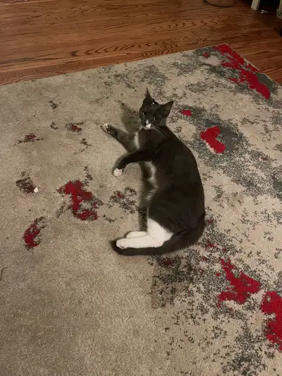 cat for rehoming, View more