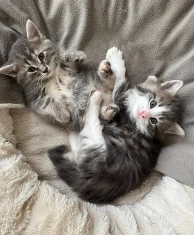 Chatons , View more