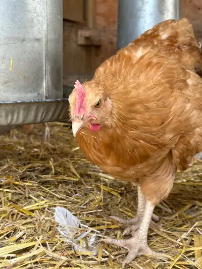 Barnyard Mix Laying Hens, View more