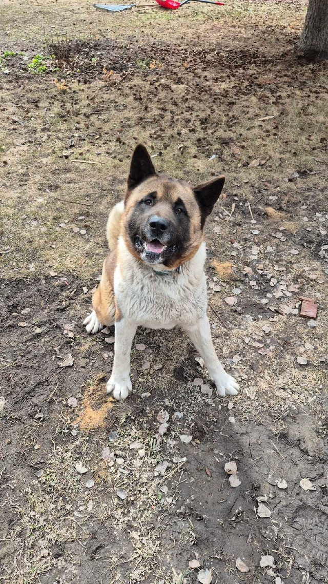 American Akita in Other in Fort St. John