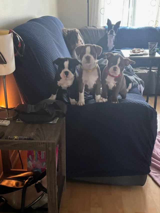 Chiot male NOIR pure race Boston Terrier pret a partir dans Chiens et chiots à adopter  à Ouest de l’Île
