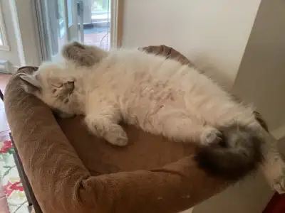 Chat Sibérien Hypoallergénique pour personne allergique, View more