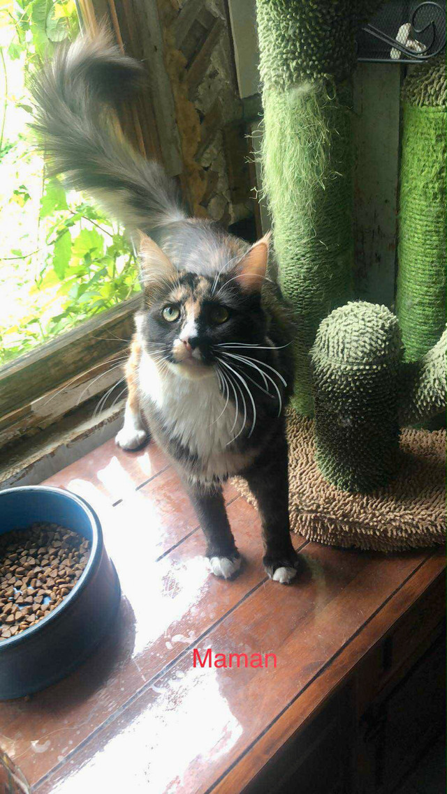 Beaux petits chatons Maine Coon croisés Highland Lynx à vendre! dans Chats et chatons à adopter  à Lanaudière - Image 3