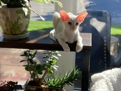 Très belle chatte oriental 5 mois, vacciné, opéré, micropucé . Très douce, curieuse et colleuse. Je...