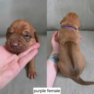 Rhodesian Ridgeback Puppies, View more