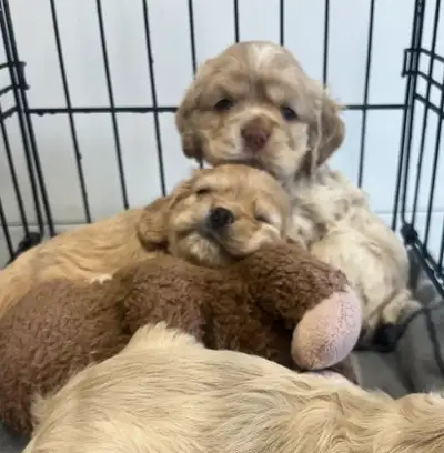 American Cocker Spaniel Pups, View more