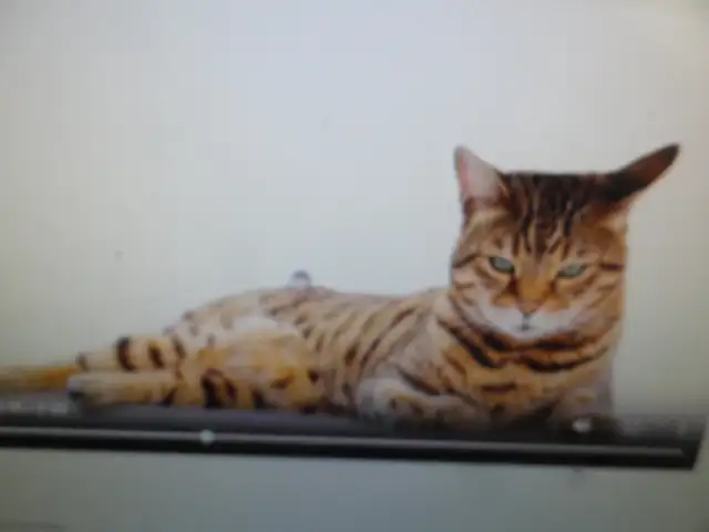 chat bingale pur race avec  papier  payer $4,000 laisse  $200 in Cats & Kittens for Rehoming in City of Montréal - Image 7