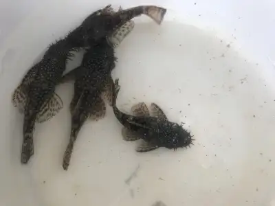 Sale on plecos , View more