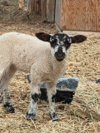 Texel/Suffolk Ewe Lamb