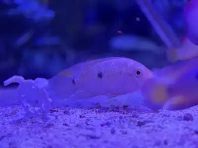 Good health Very active Each $20