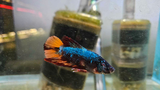 Show quality betta in Fish for Rehoming in Richmond - Image 3