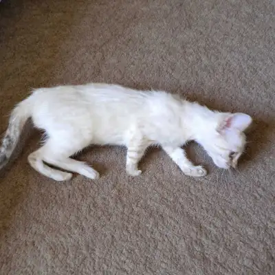 snow bengal kitten, last one, View more