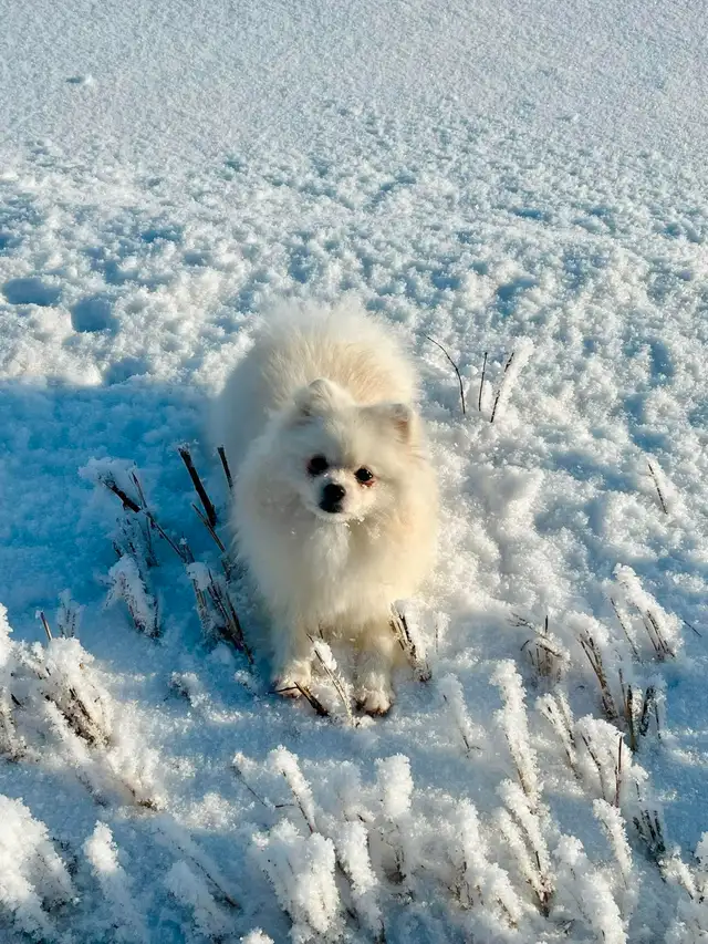 CKC Registered Pomeranians in Dogs & Puppies for Rehoming in Edmonton - Image 4