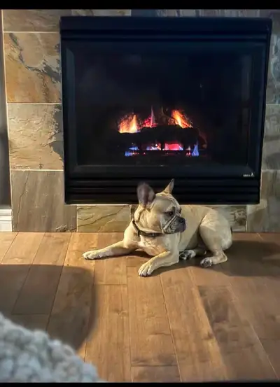 chien bulldog français, View more