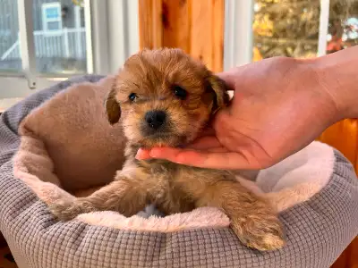Our Super Cute yorkies girls are very smart, funny and playful. They are two months old and ready to...