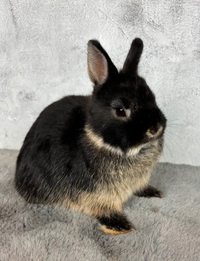 Adorable  Netherland Dwarfs  ready to hop (transport included) in Small Animals for Rehoming in City of Toronto - Image 6