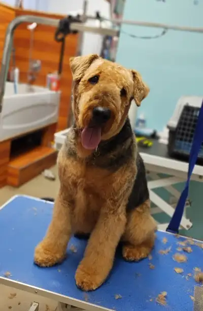 Chiots pure Airedale Terrier nés le 6 mars 2026 ( 4 chiots de réservés ) 4 mâles 3 femelles Chiot ve...