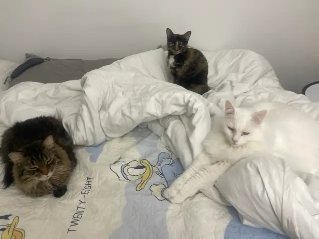 Cat Boarding ：A Loving Home for Your Cat in Animal & Pet Services in City of Toronto - Image 4
