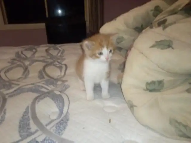 2 chatons mâles qui restent in Cats & Kittens for Rehoming in Drummondville - Image 4