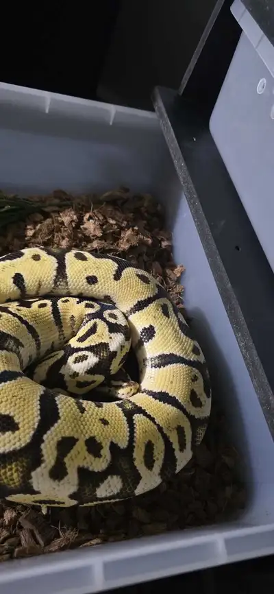 Super pastel Orange Dream , View more