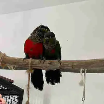 conure crimson, View more