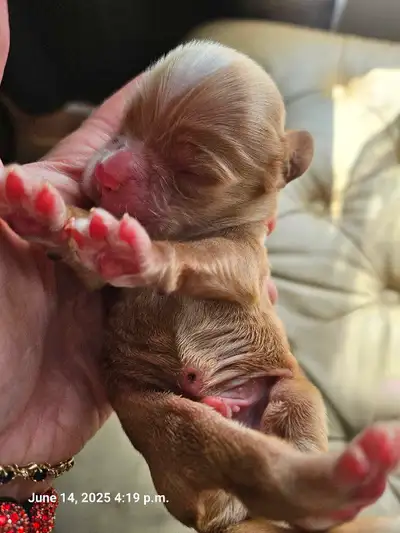 Available for Reservation Now! BD: June 7th | Ready to Go at 8 Weeks Old We’re looking for loving, f...