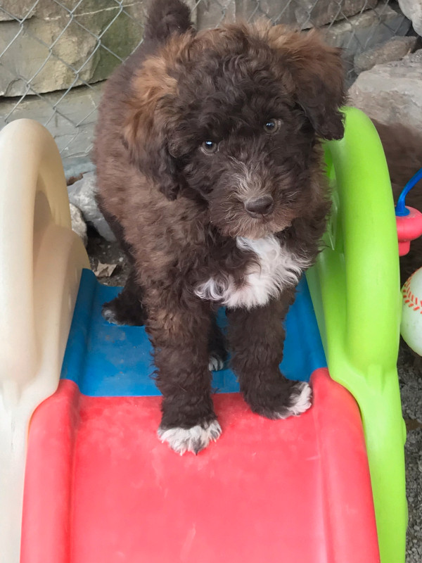 Miniature Poodle Boy Looking for his Forever Family! in Dogs & Puppies for Rehoming in Peterborough - Image 3