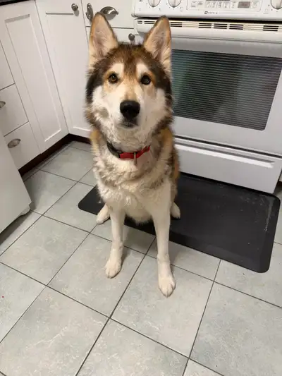 Husky to Rehome, View more