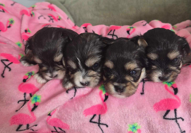 4 belles petites femelles Morkies dans Chiens et chiots à adopter  à Longueuil/Rive Sud
