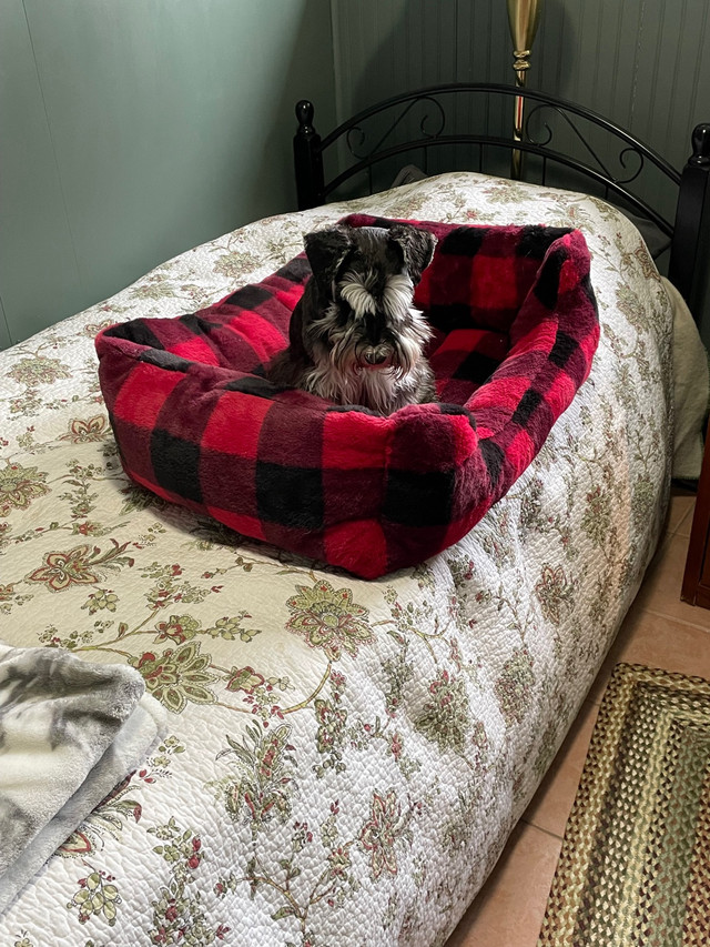 Furry Dog Bed in Accessories in Bedford - Image 2