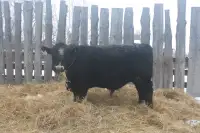 Registered purebred Simmental bull 