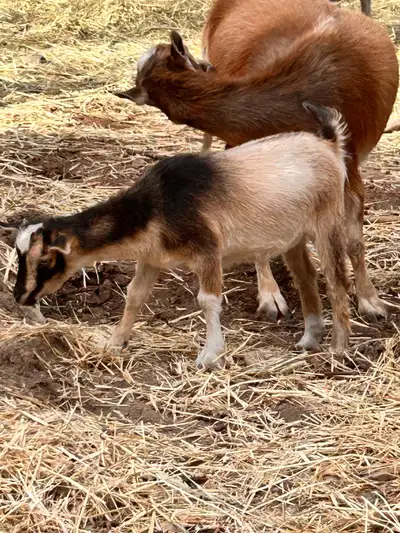 Nigerian dwarf buckling, View more