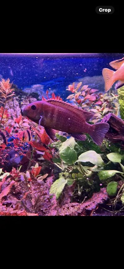 Femal ,RUSTY MBUNA (Iodotropheus sprengerae), View more